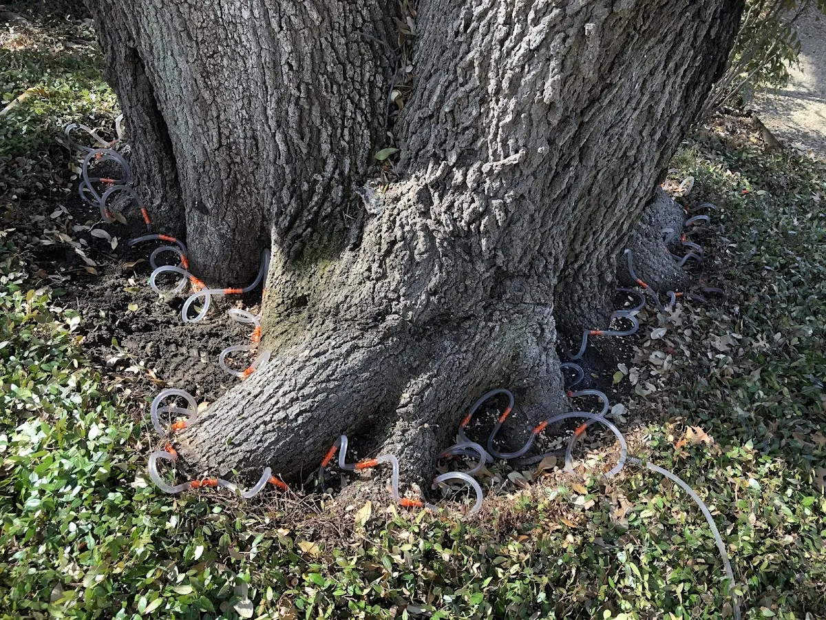 Detailed Tree Cabling and Bracing job site in Horace