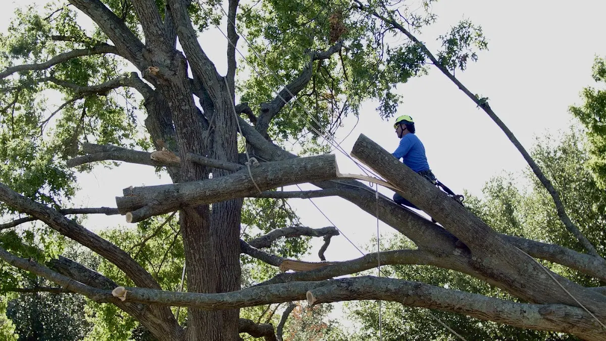 Professional Crown Thinning performed by certified arborists in Horace